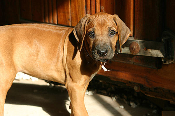 Rhodesian Ridgebacks :: Argos G&C
